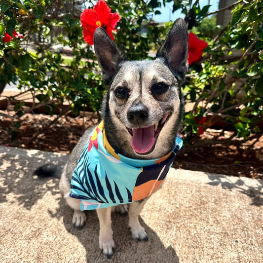 Retro Wave Rider Pet Bandana